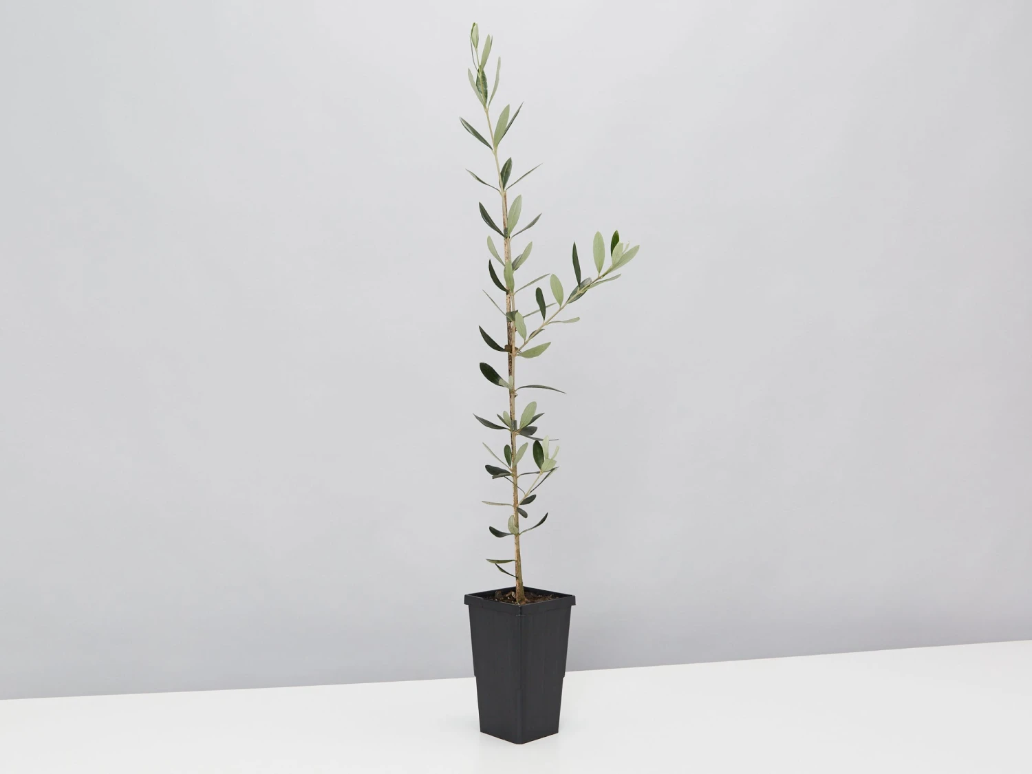 Olive Tree - Olea Europaea Manzanillo - 2 Pack - Image 3