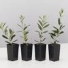 Olive Tree - Olea Europaea Arberquina