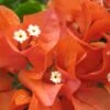 Bougainvillea Orange Glory - 85mm