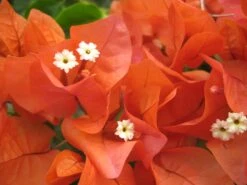 Bougainvillea Orange Glory