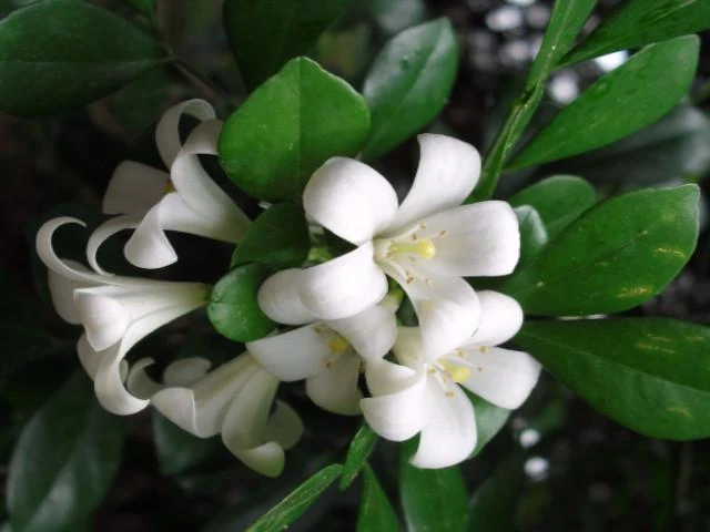 Murraya Min-a-Min Dwarf Hedging Pack - Image 7