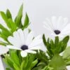 Osteospermum Ecklonis Serenity White