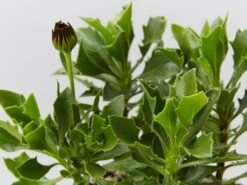 Osteospermum Zion Red 'African Daisy"