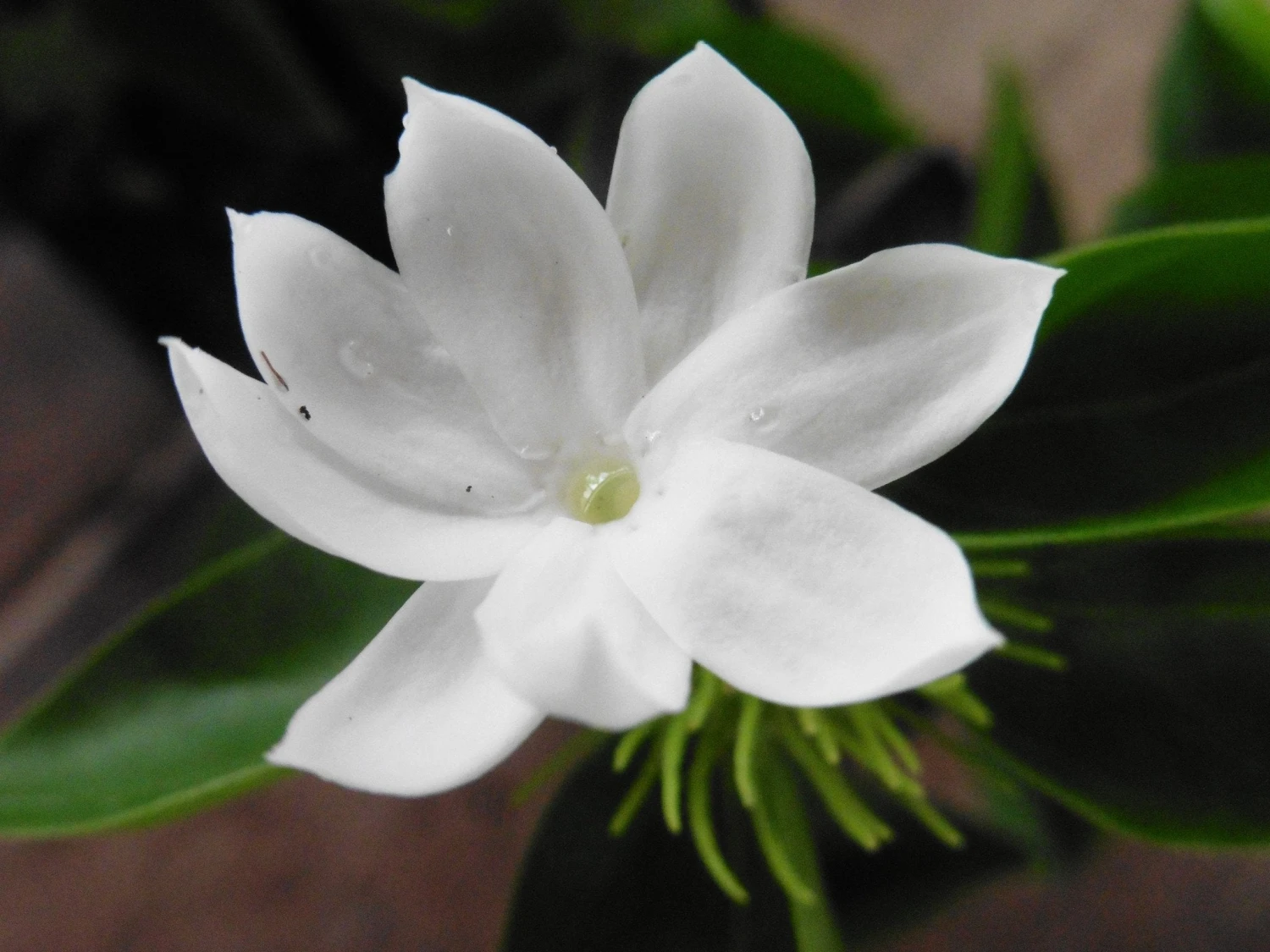 Jasminum Sambac "Arabian Jasmine" - Image 4