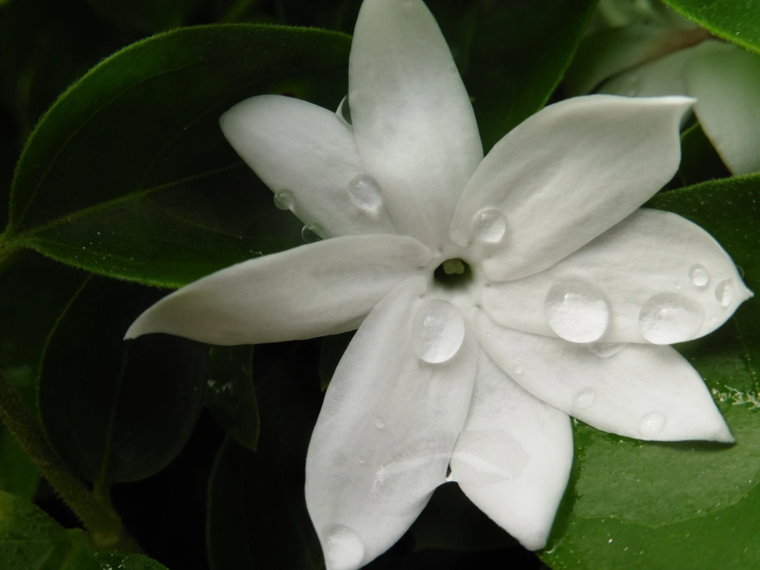 Jasminum Sambac "Arabian Jasmine" - Image 7
