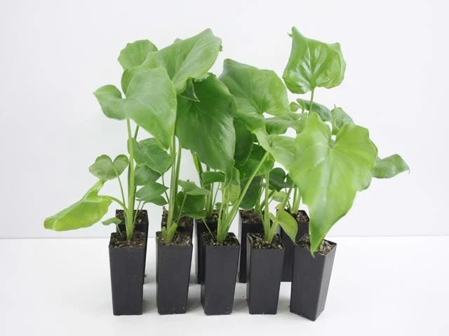 Philodendron Selloum Roystonii - Image 3