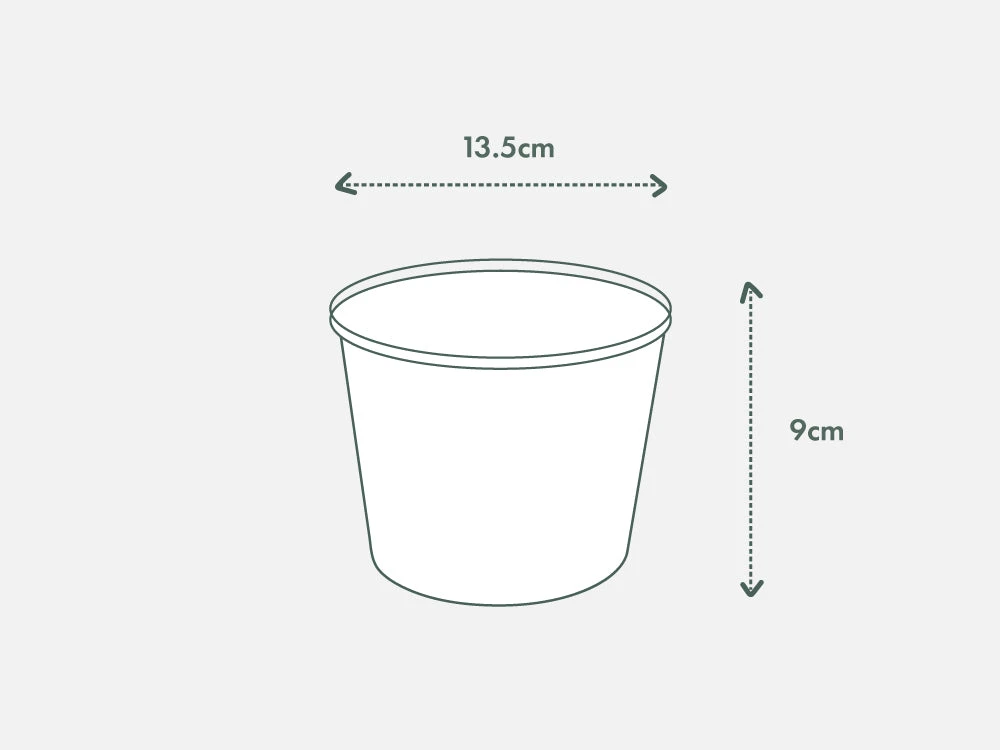 White Sticks Plant - Pot + Plant + Soil - Image 17