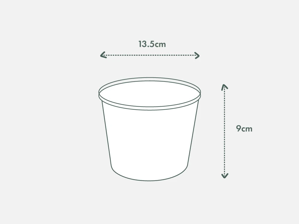 Calathea Julia - Pot + Plant + Soil - Image 16