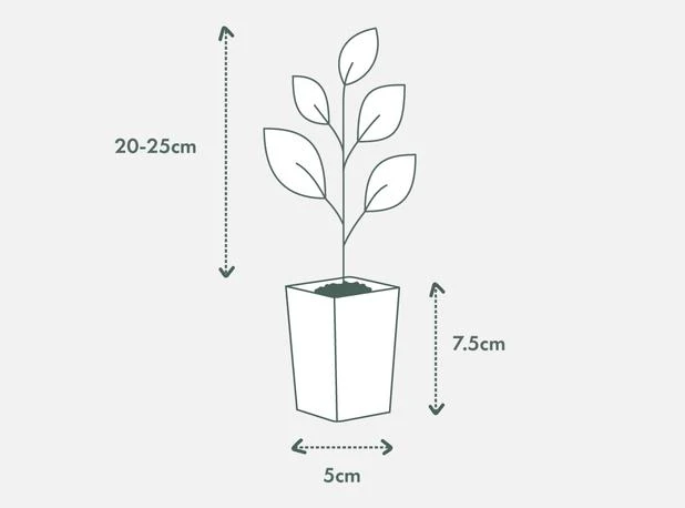 Acronychia Imperforata Vista S - Image 4
