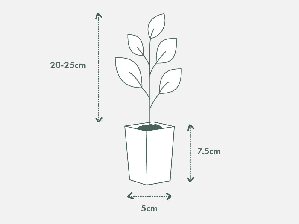 Philodendron Selloum Roystonii - Image 4