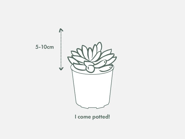 Agave Parryi Truncata - Image 4