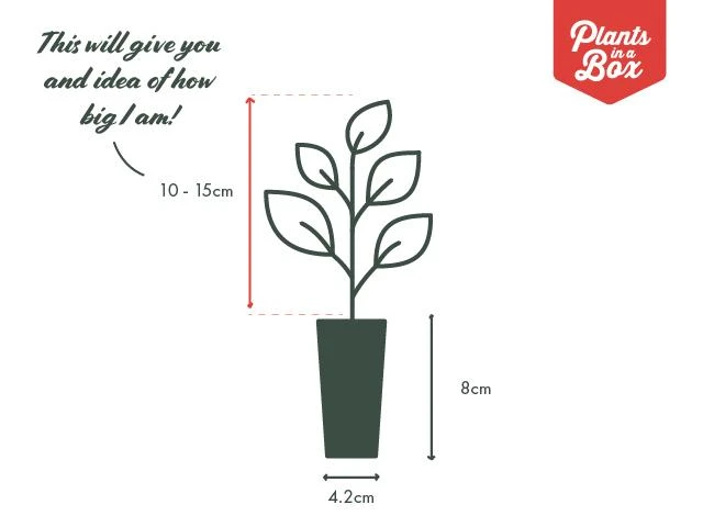 Bougainvillea Salsa - Image 4