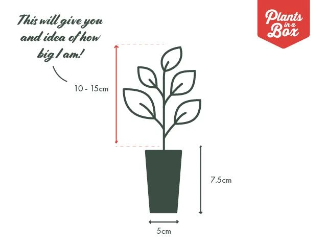 Ficus Longifolia 'sabre' - Image 3