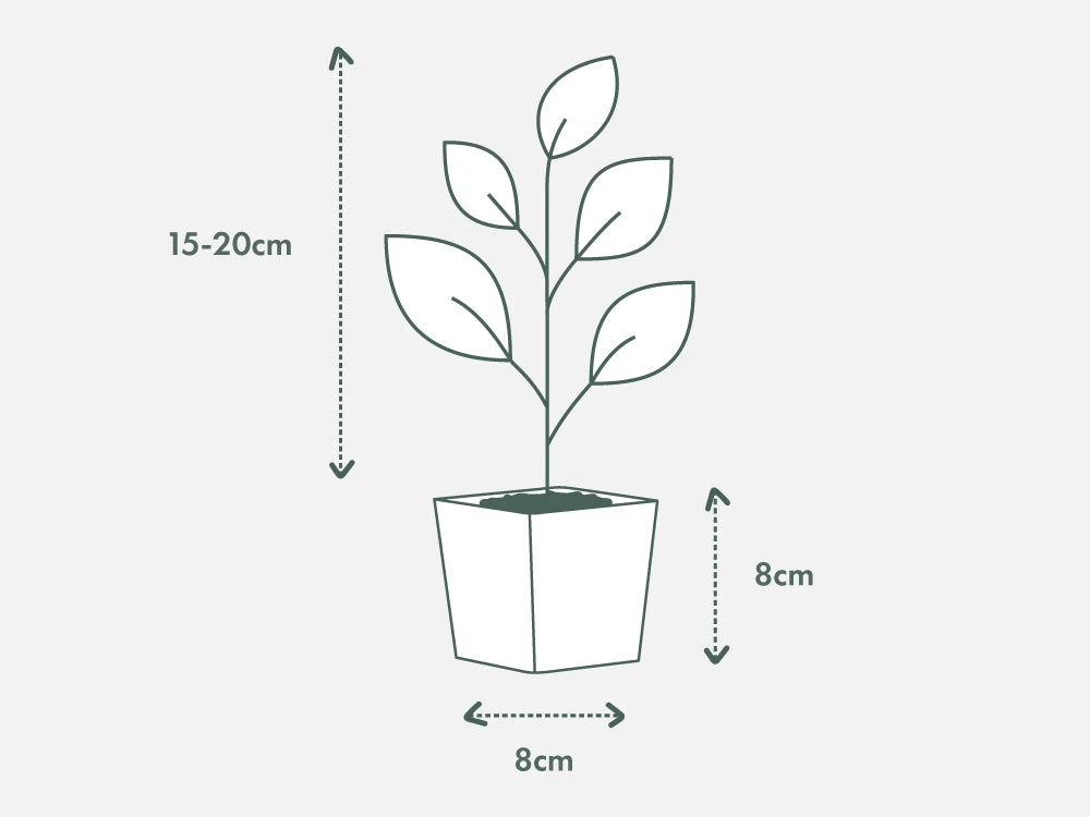 Olive Tree - Olea Europaea Manzanillo - 2 Pack - Image 4