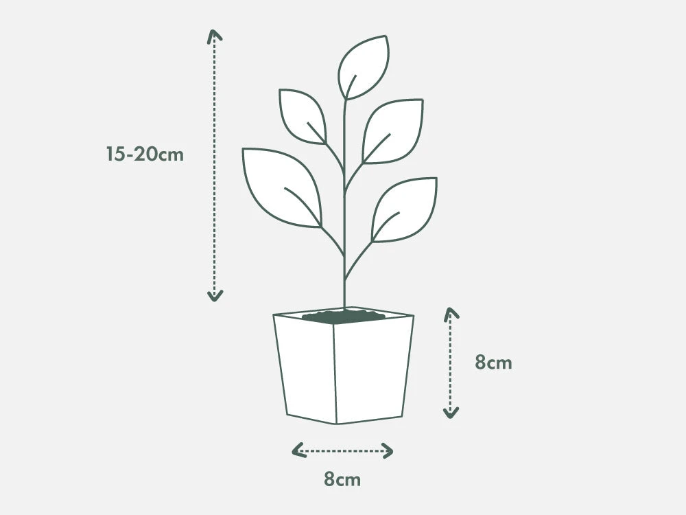 Dracaena Fragrans Burley - Image 4