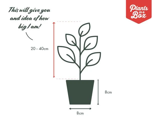 Bougainvillea Jamaican Orange - 85mm - Image 3