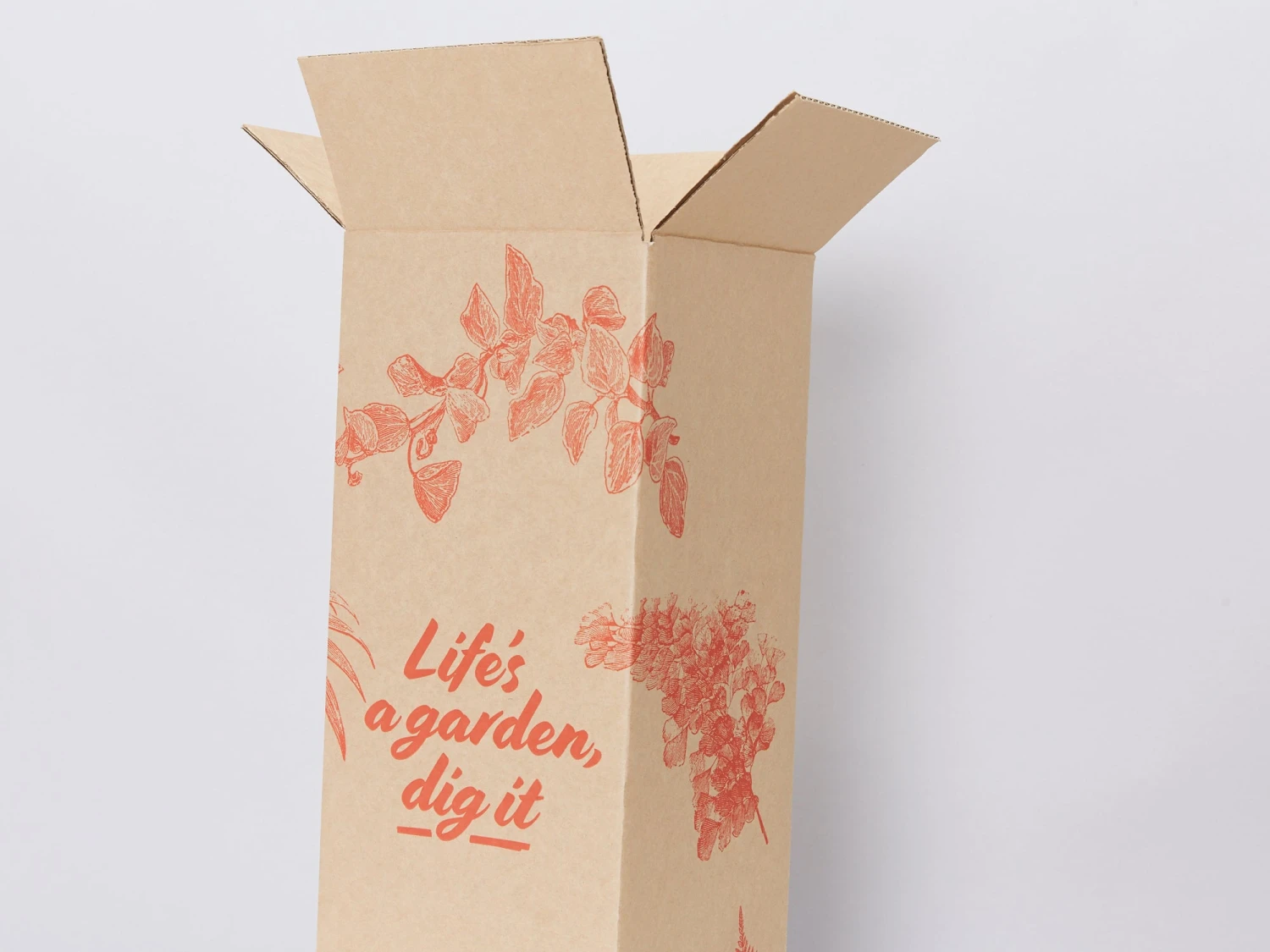 Rhaphidophora Gift Box - Pot + Plant + Soil + Double Arch Stake - Image 3