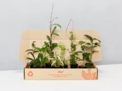 Special Hoya Assorted Plant Pack