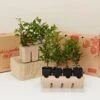 Syzygium Resilience Lilly Pilly Hedging Pack - Best Seller
