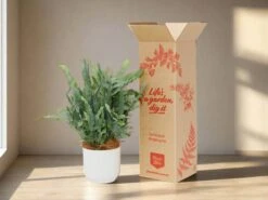 Elho Eco Friendly ♻️Gift Box - Fern Varieties