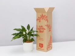 Elho Eco Friendly ♻️Gift Box - Peace Lily