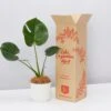 Elho Eco Friendly ♻️ Gift Box - Monstera Deliciosa