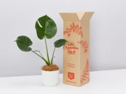 Elho Eco Friendly ♻️ Gift Box - Monstera Deliciosa