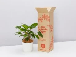 Elho Eco Friendly ♻️Gift Box - Homalomena 'Emerald Gem'