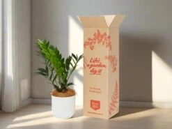 Elho Eco Friendly ♻️Gift Box - ZZ Plant