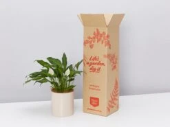 Potted Peace Lily - In Oatmeal Vessel