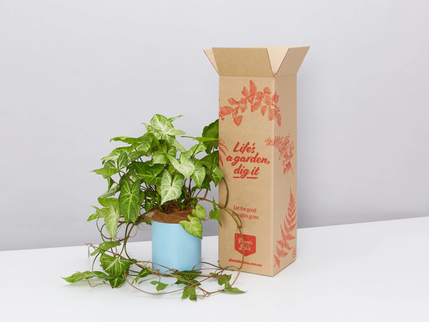 Potted Syngonium White Butterfly - In Sky Blue Vessel