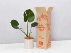 Potted Monstera Deliciosa Gift Box - In Oatmeal Vessel