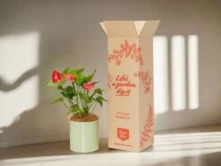 Potted Anthurium - In Sage Vessel