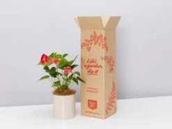 Potted Anthurium - In Oatmeal Vessel