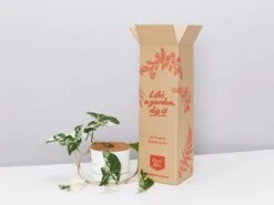 Syngonium Fantasy Variegated - Pot + Plant + Soil