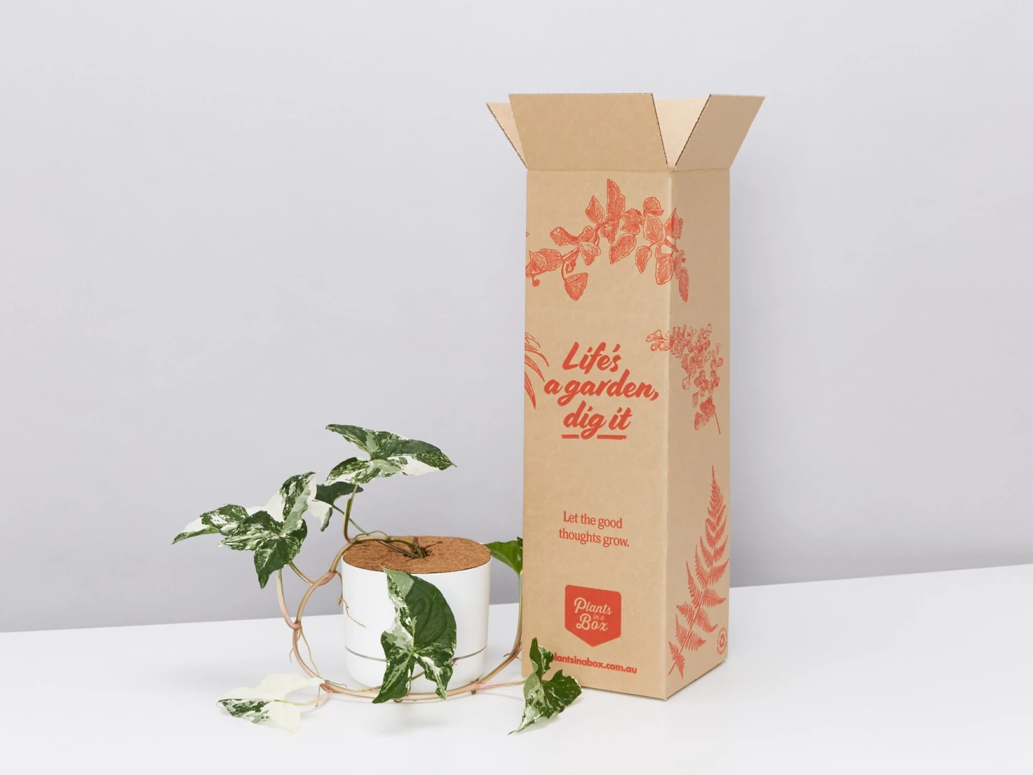 Syngonium Fantasy Variegated - Pot + Plant + Soil