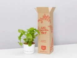 Syngonium Mango Allusion - Pot + Plant + Soil