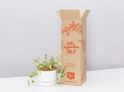 Cupid Peperomia Variegated - Pot + Plant + Soil