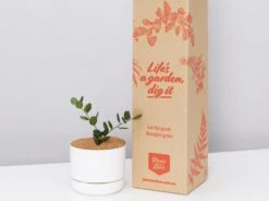 Silver Dollar Vine - Pot + Plant + Soil