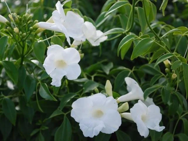 Pandorea Jasminoides Lady Di - Image 2