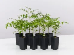 Pandorea Jasminoides Lady Di