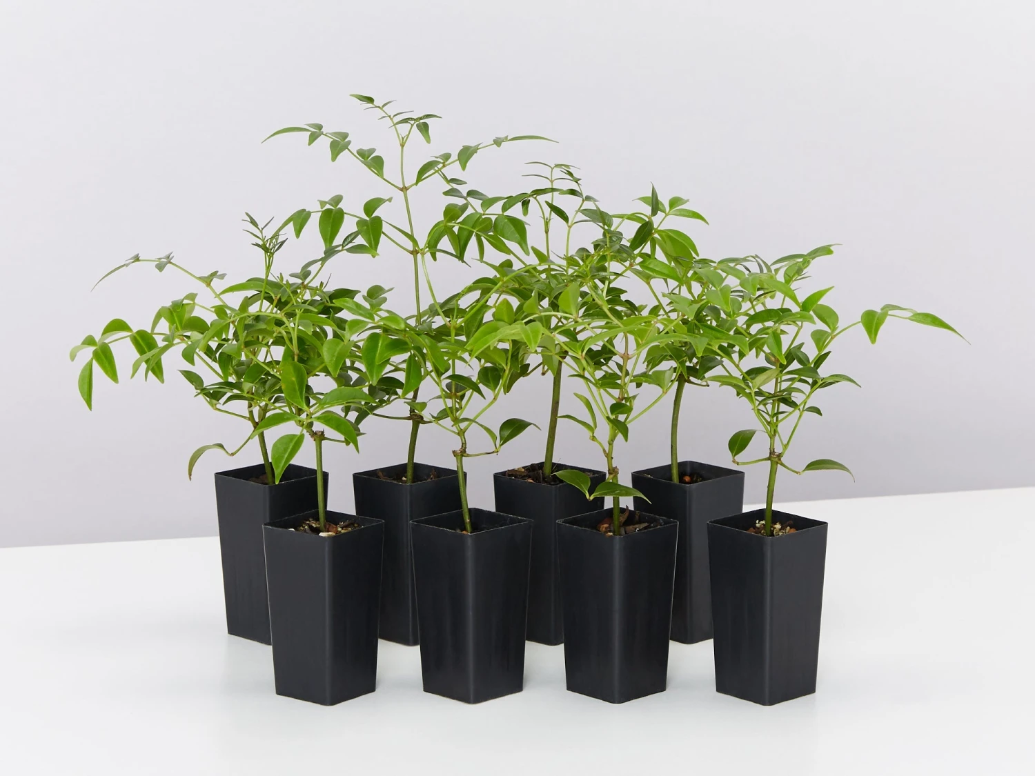 Pandorea Jasminoides Lady Di