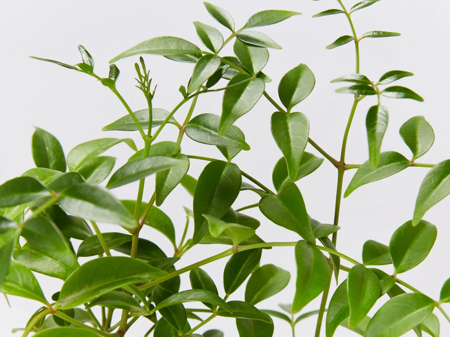 Pandorea Jasminoides Lady Di - Image 3