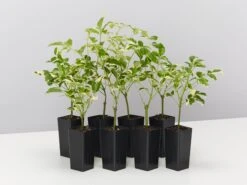 Pandorea Jasminoides Variegata