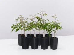 Pandorea Pandorana Ruby Belle