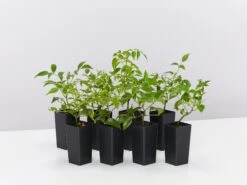 Pandorea Jasminoides Pink Magic