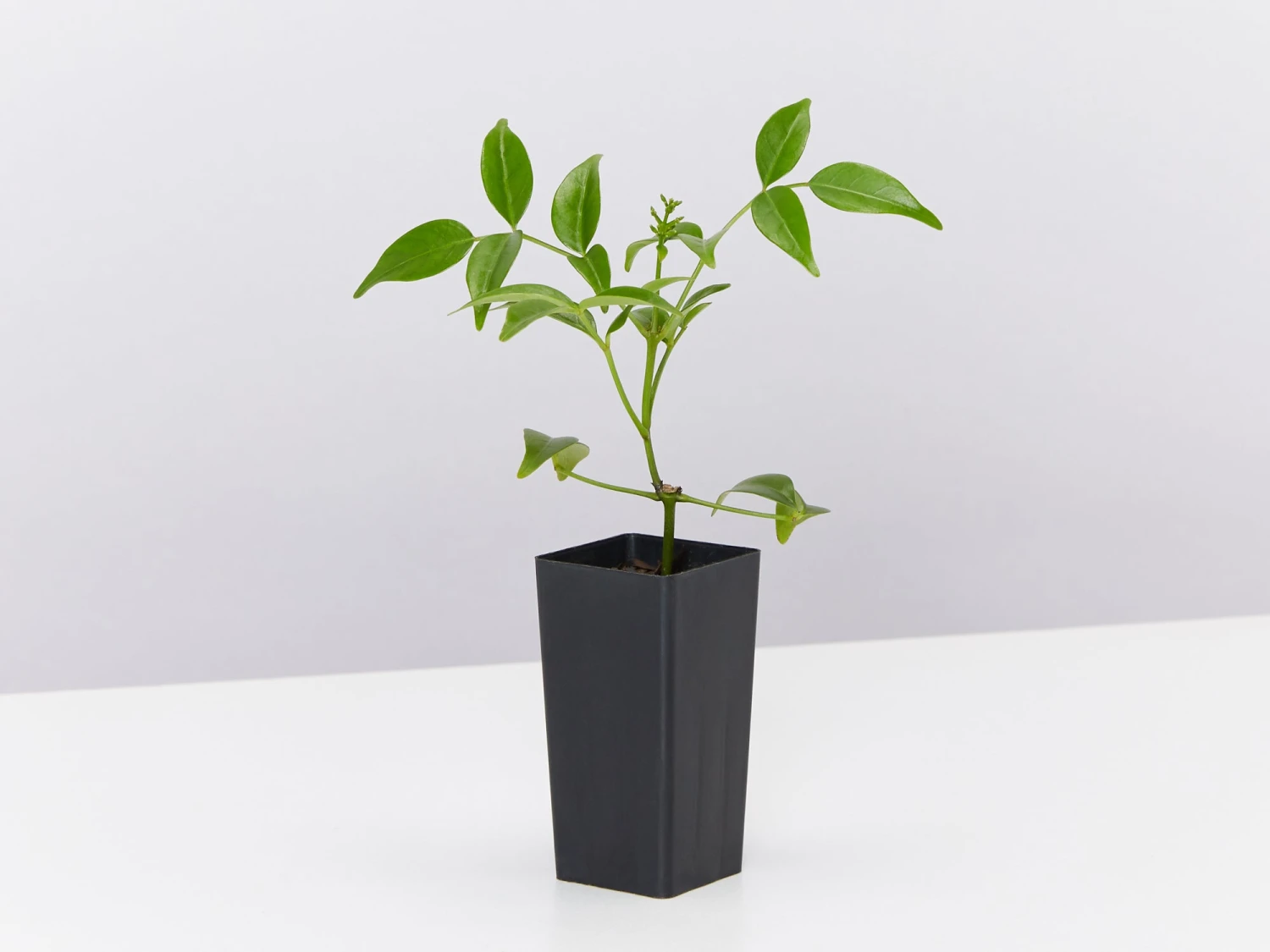 Pandorea Jasminoides - Image 3