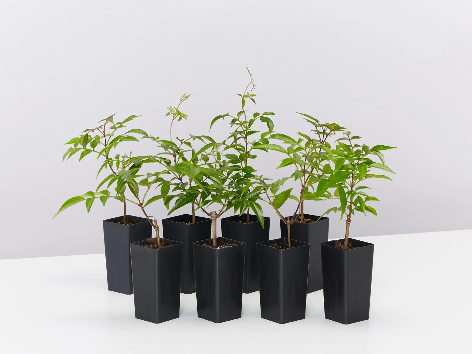 Pandorea Jasminoides