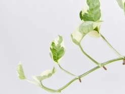 Pothos Snow Queen