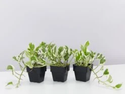 Pothos Pearls And Jade Plant Box